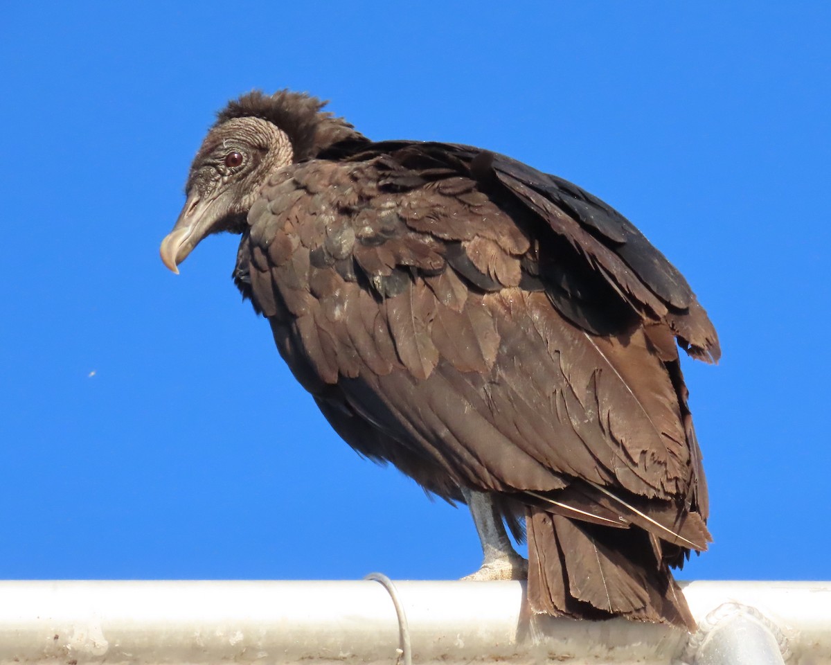 Black Vulture - ML617469734