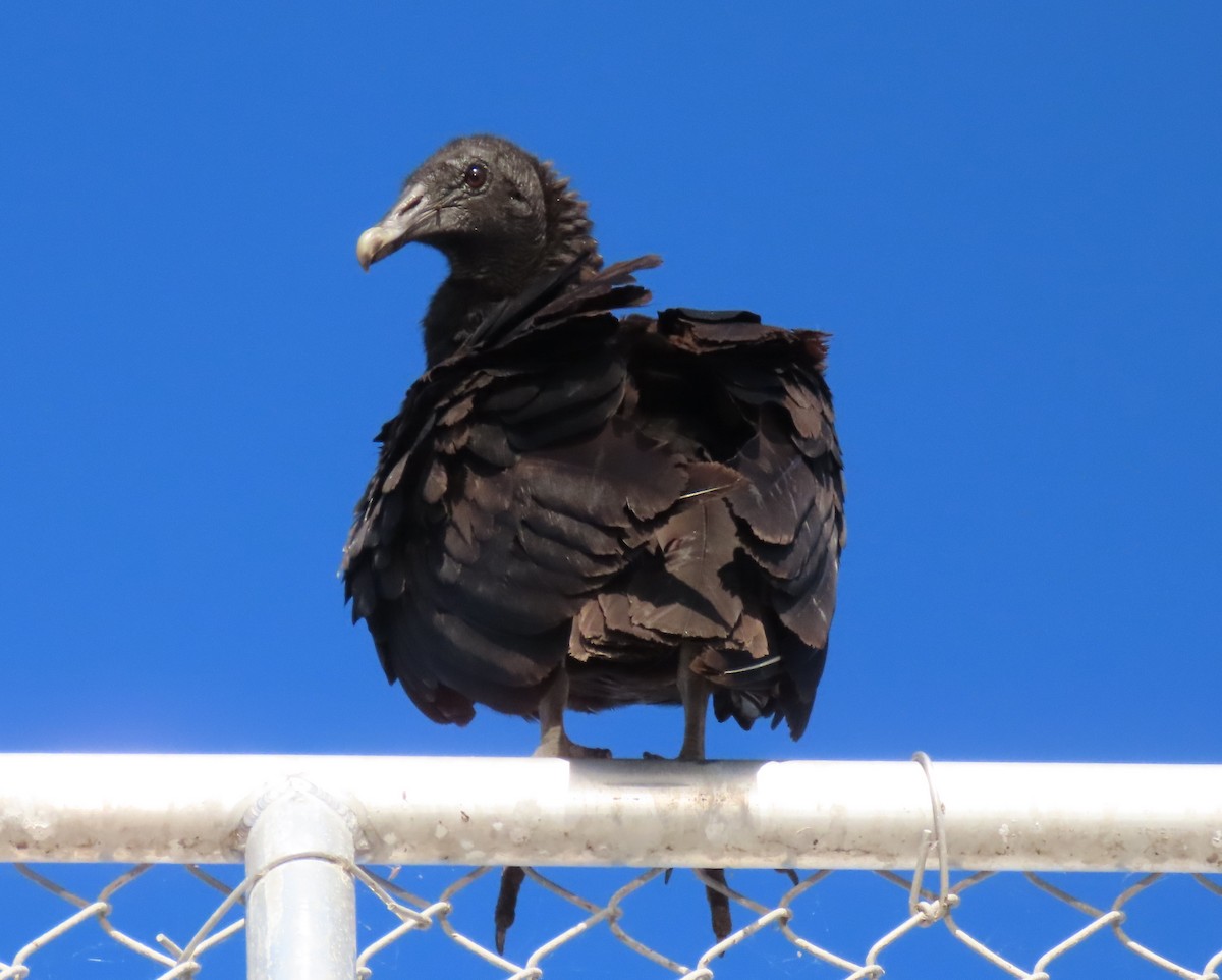 Black Vulture - ML617469736