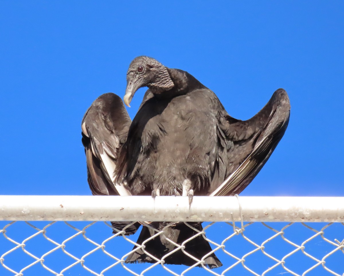 Black Vulture - ML617469741