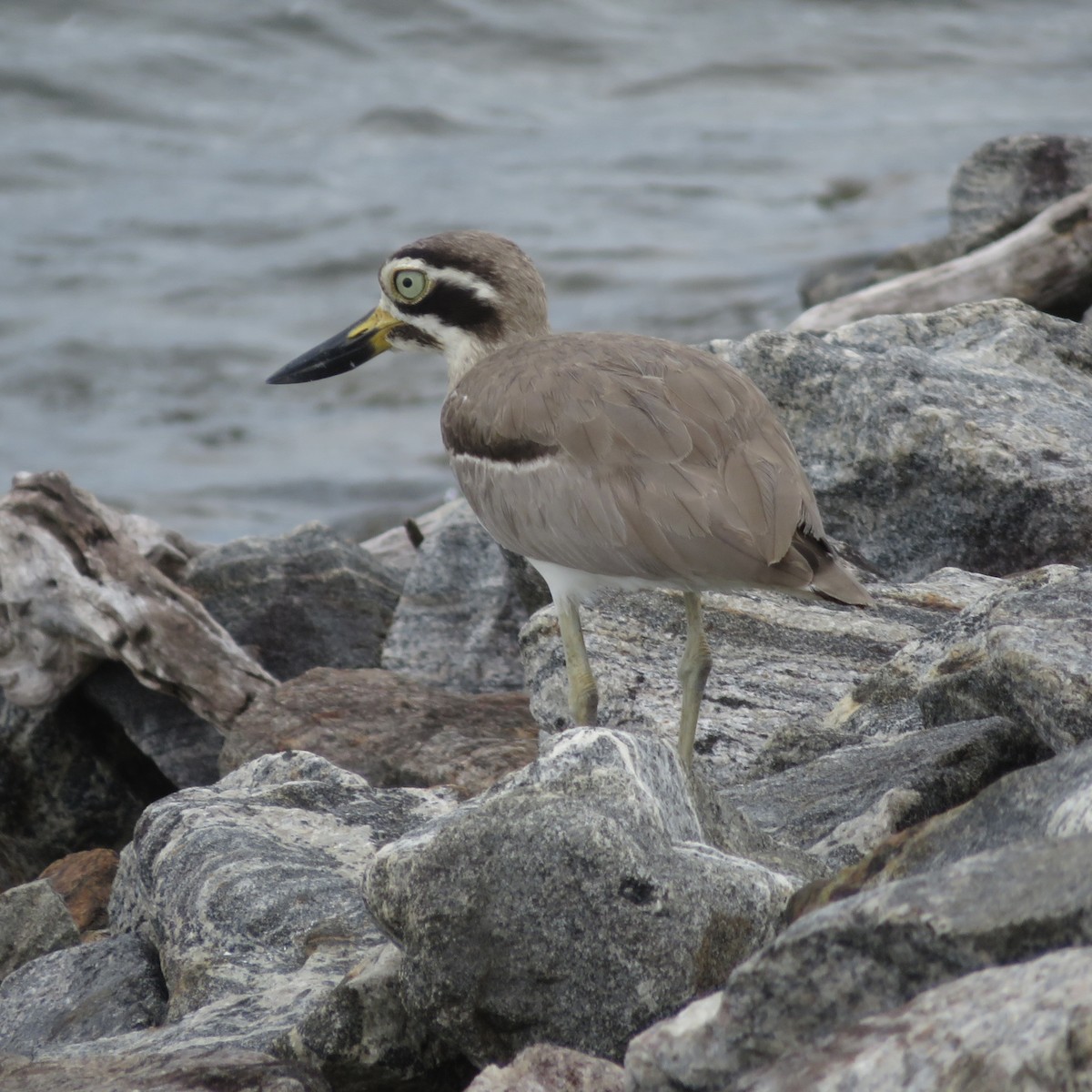 Great Thick-knee - ML617469758