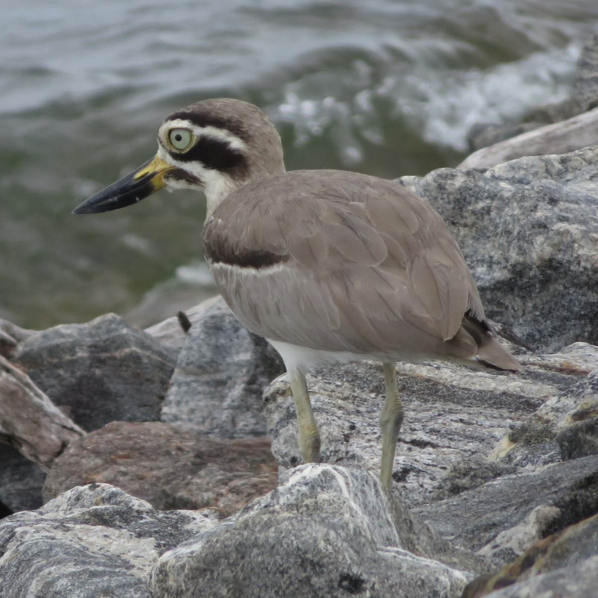 Great Thick-knee - ML617469759
