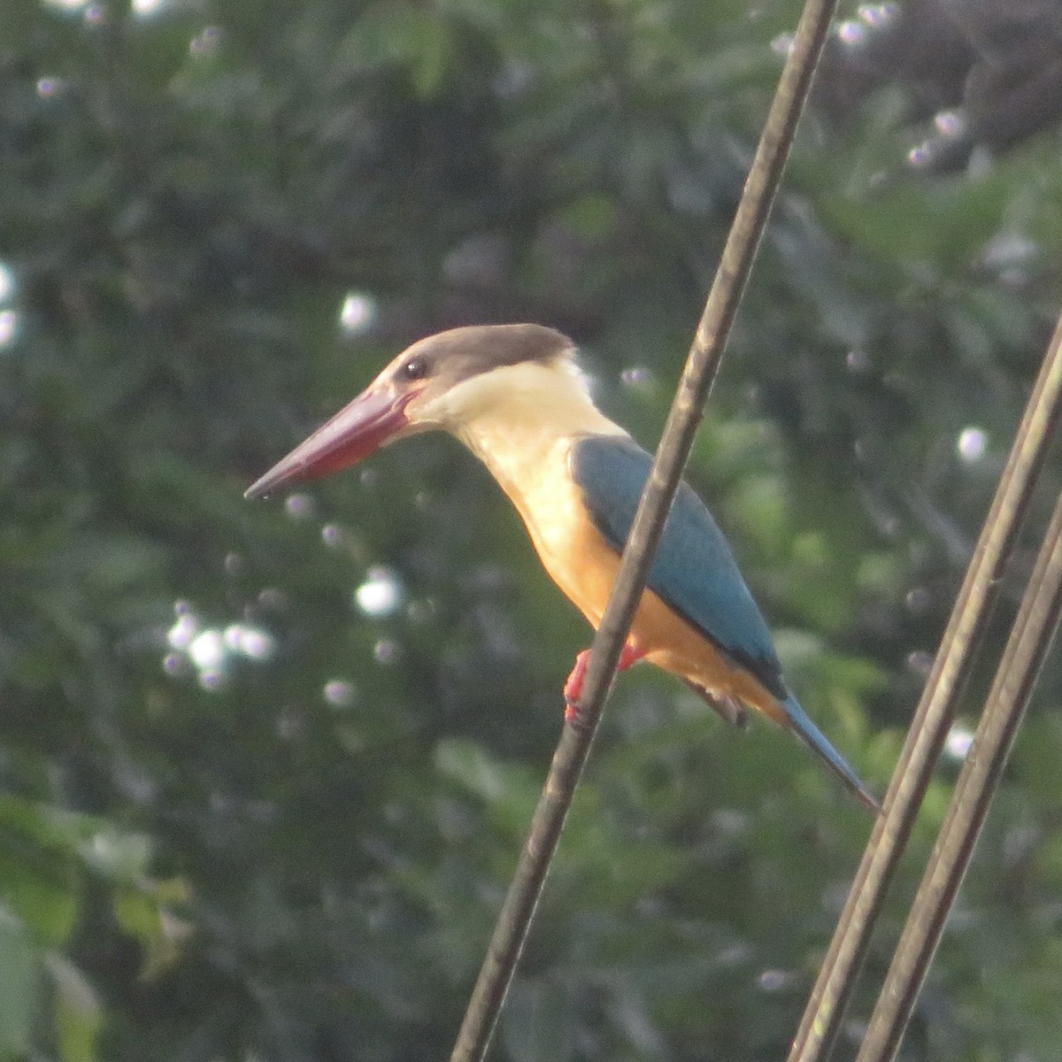 Stork-billed Kingfisher - ML617469782