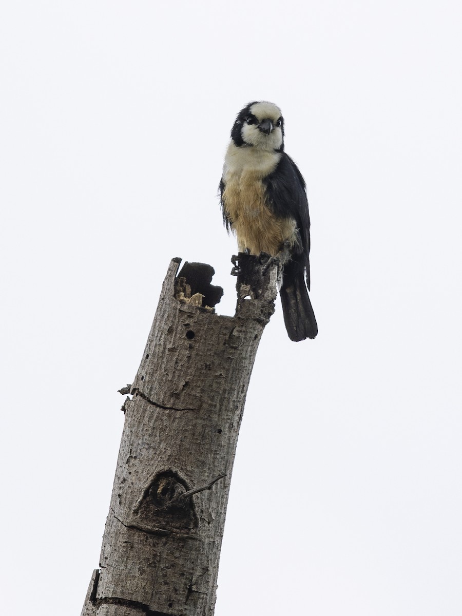 White-fronted Falconet - ML617469803
