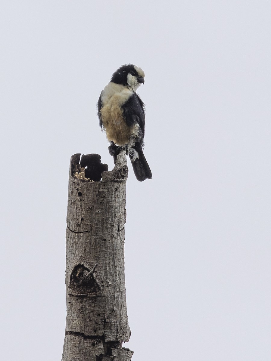 White-fronted Falconet - ML617469808