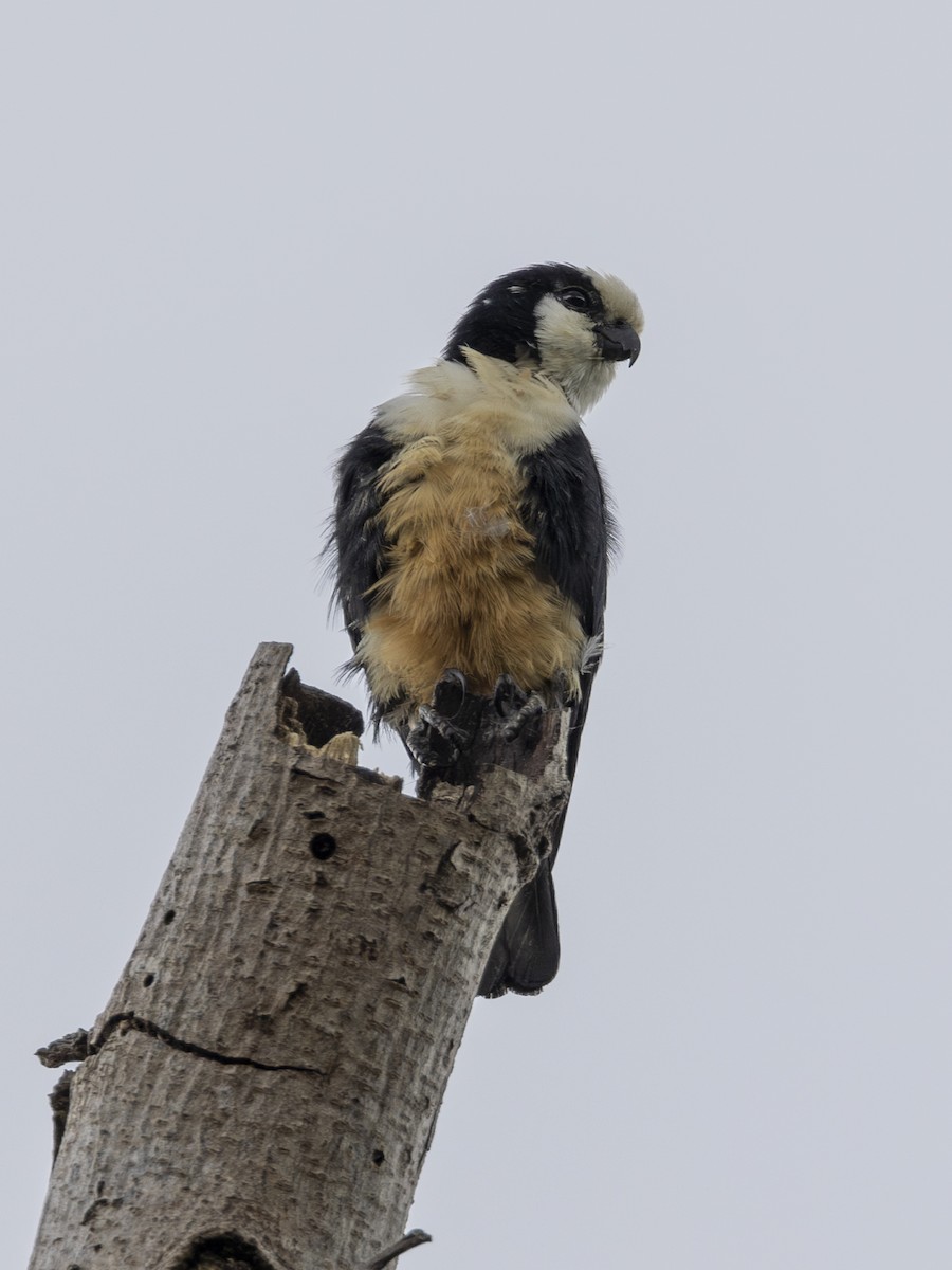 White-fronted Falconet - ML617469825