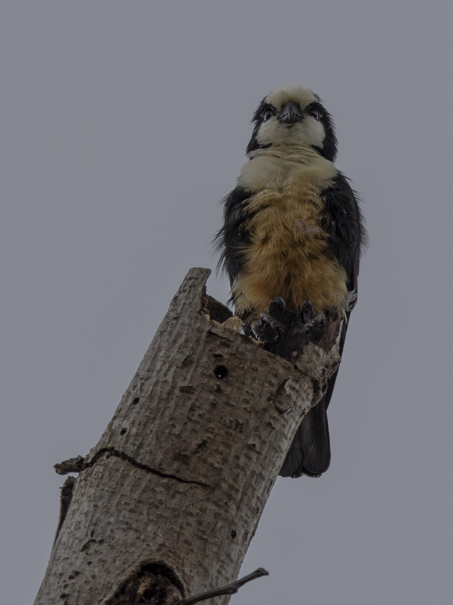 White-fronted Falconet - ML617469827