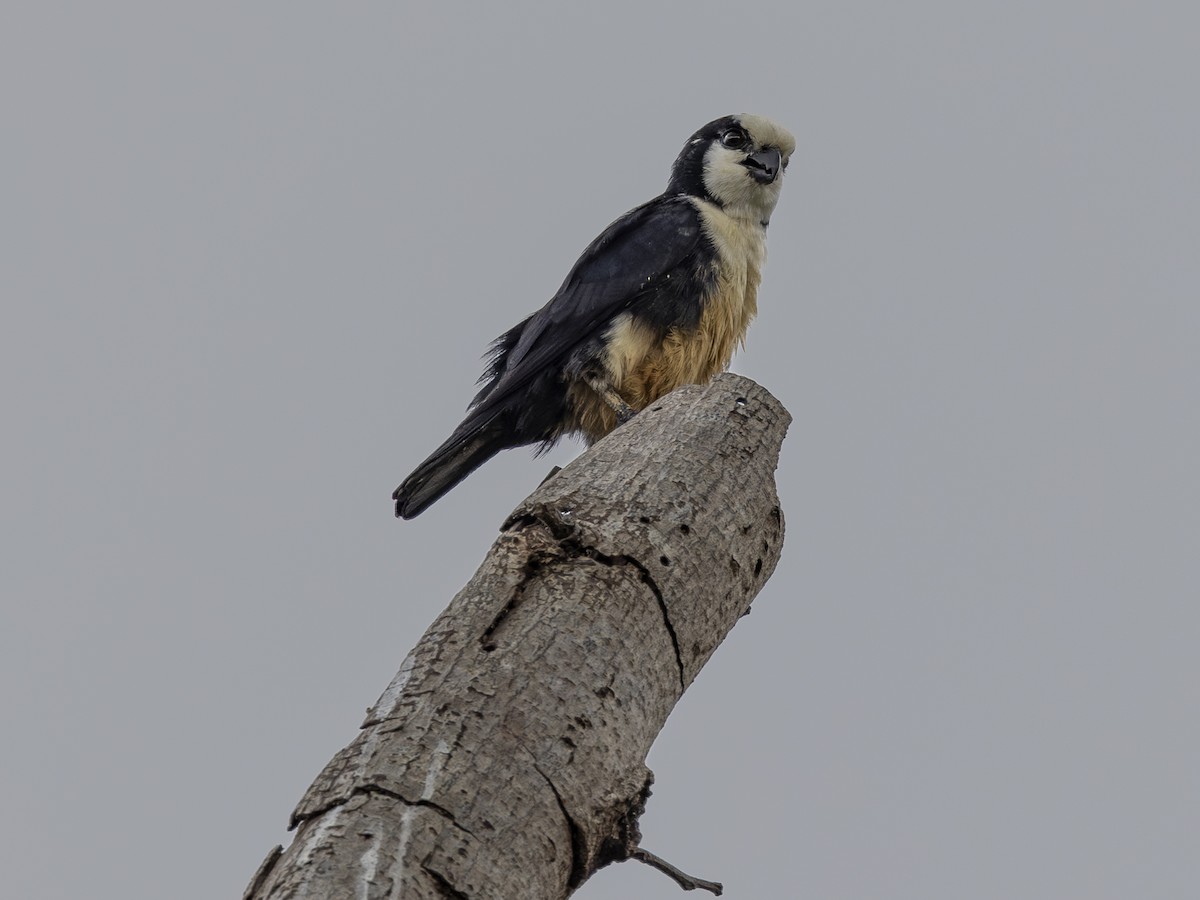 White-fronted Falconet - ML617469828