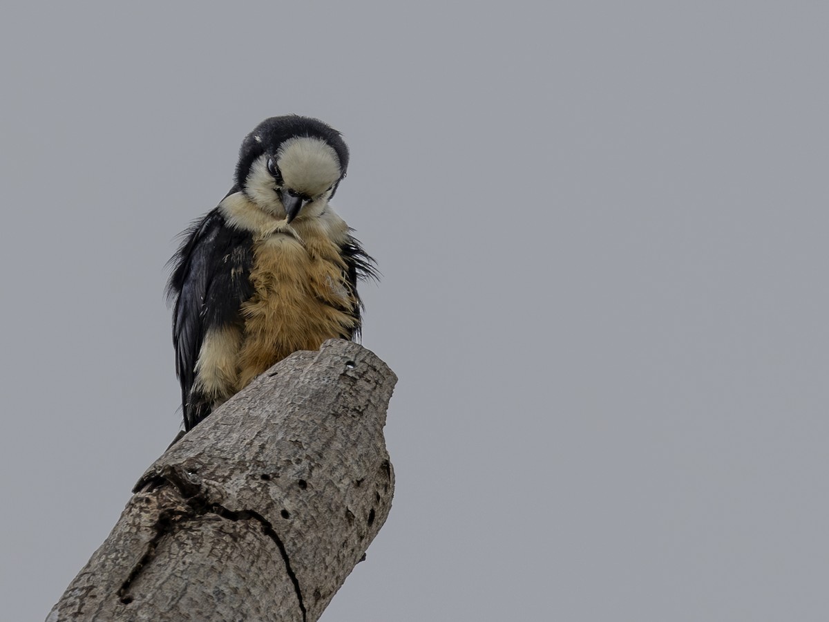 White-fronted Falconet - ML617469836