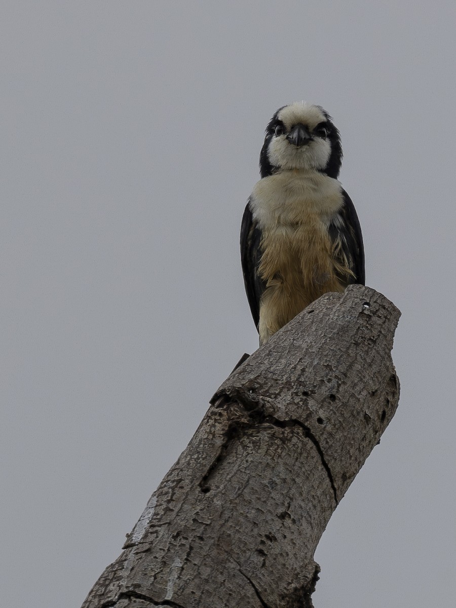 White-fronted Falconet - ML617469838