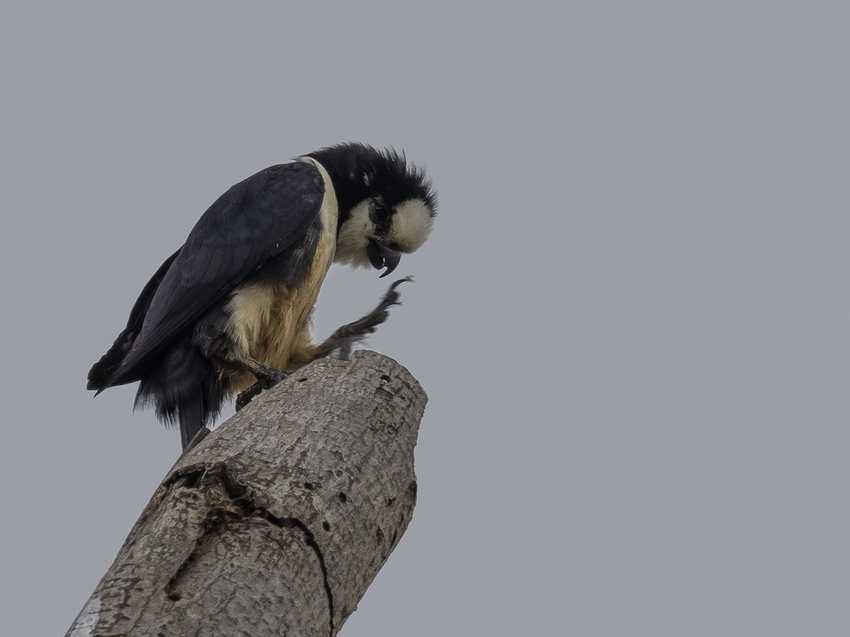 White-fronted Falconet - ML617469840