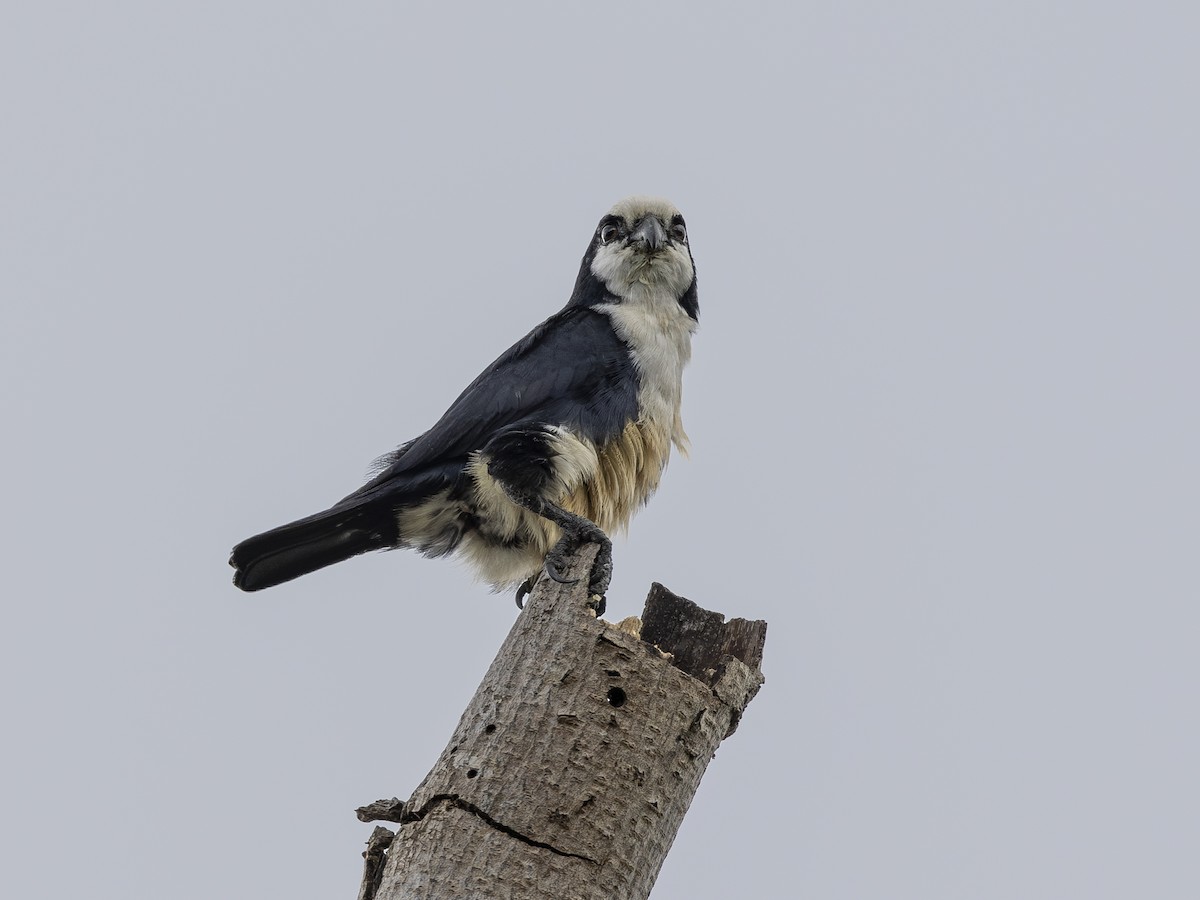 White-fronted Falconet - ML617469856