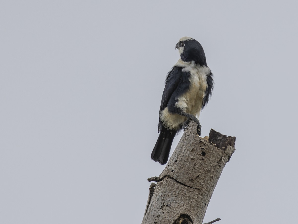 White-fronted Falconet - ML617469857