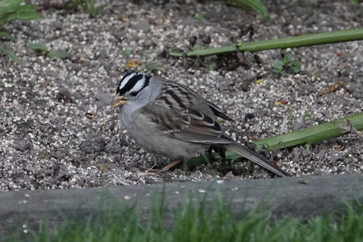 White-crowned Sparrow - ML617469909