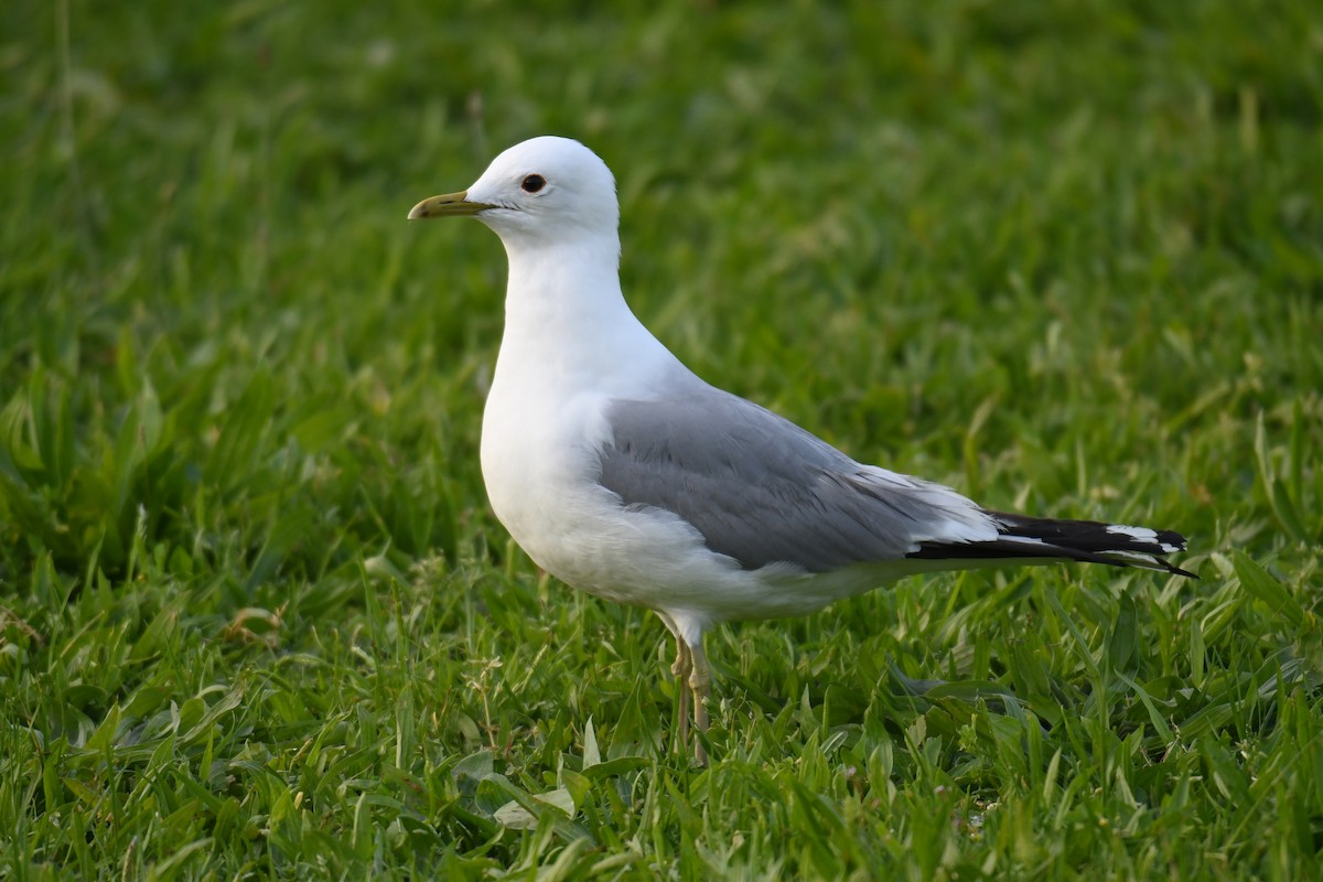 Common Gull - Mário Estevens