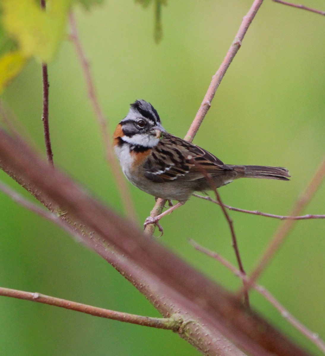 Rufous-collared Sparrow - ML617469984