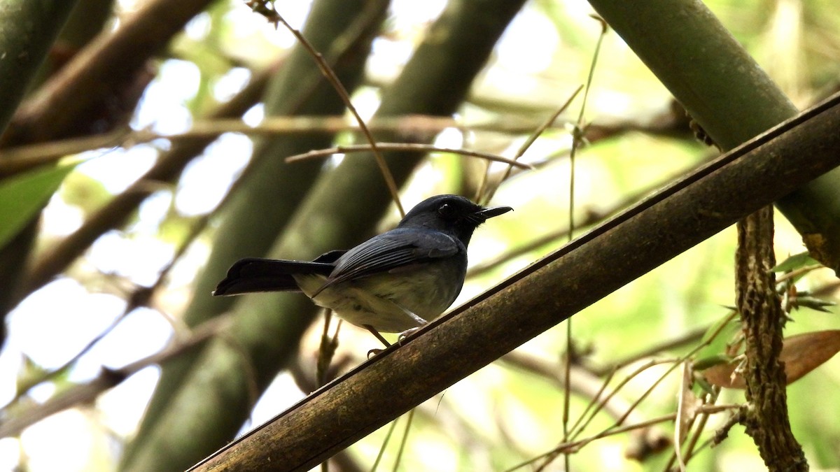White-bellied Blue Flycatcher - Munish Gowda