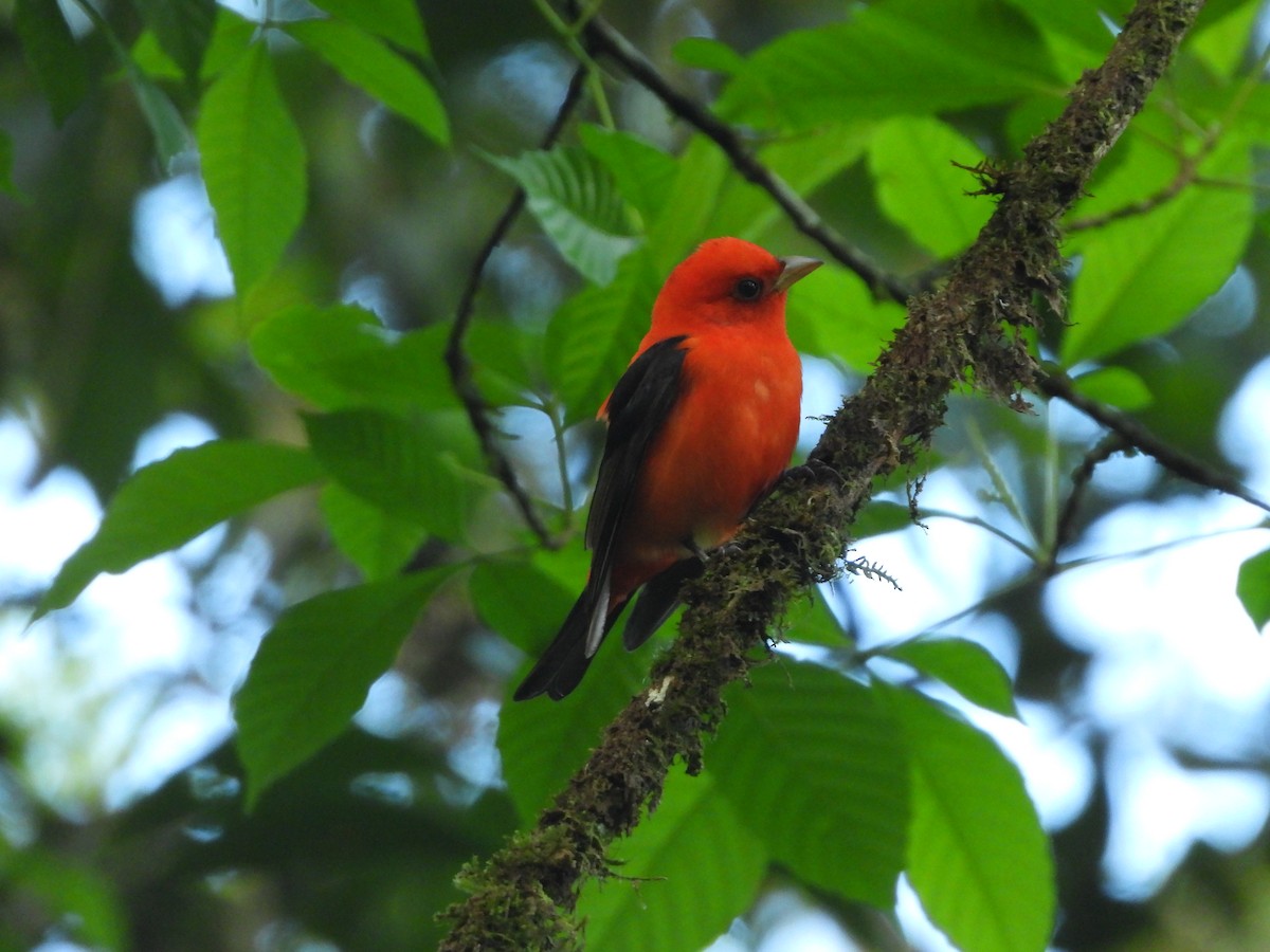Scarlet Tanager - ML617470068