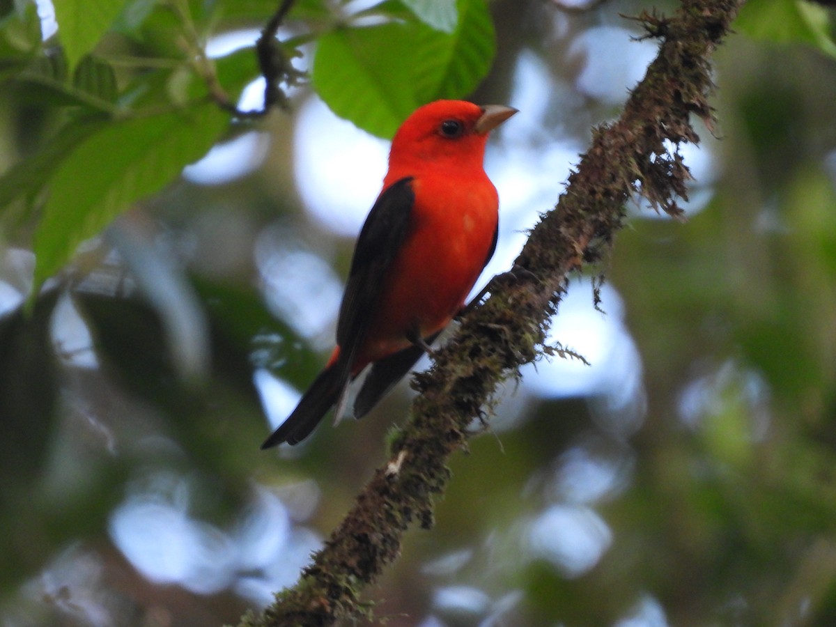 Scarlet Tanager - ML617470069