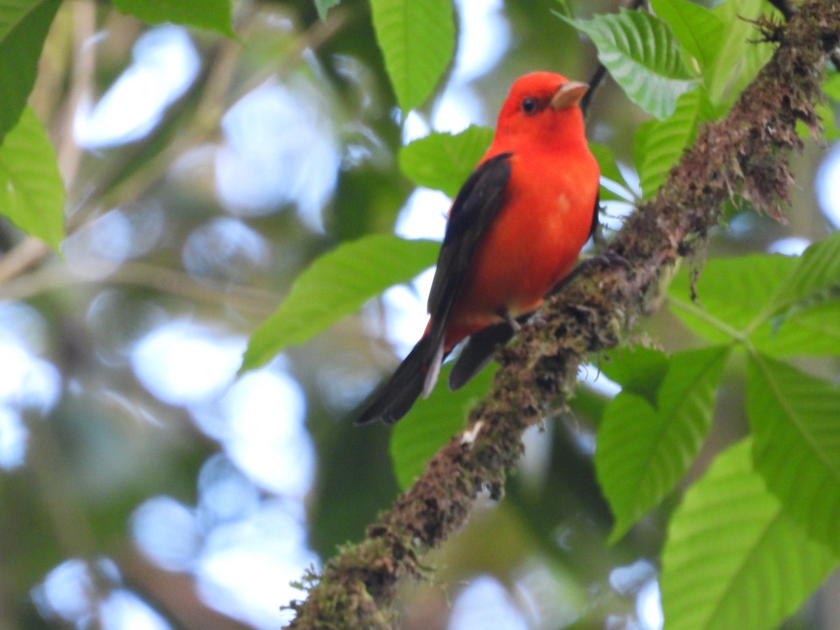 Scarlet Tanager - ML617470070