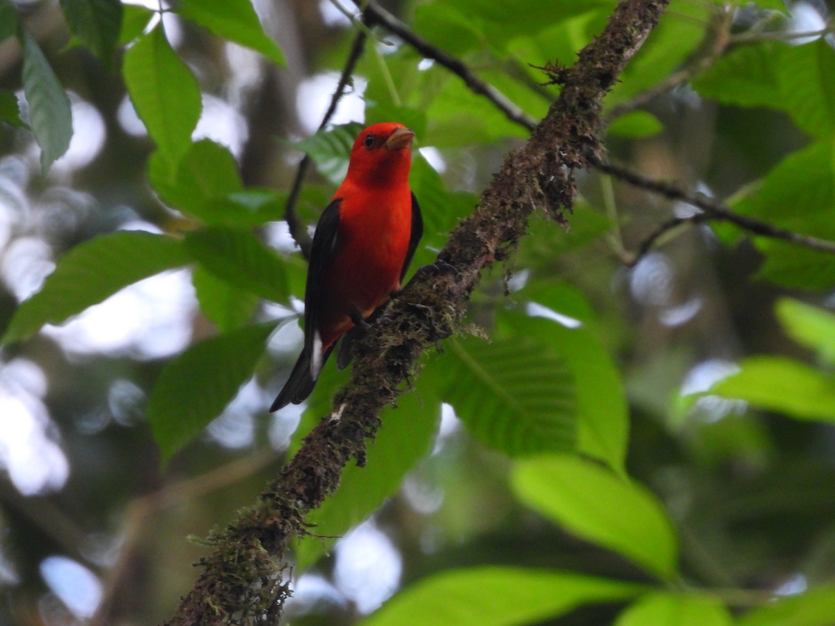 Scarlet Tanager - ML617470071