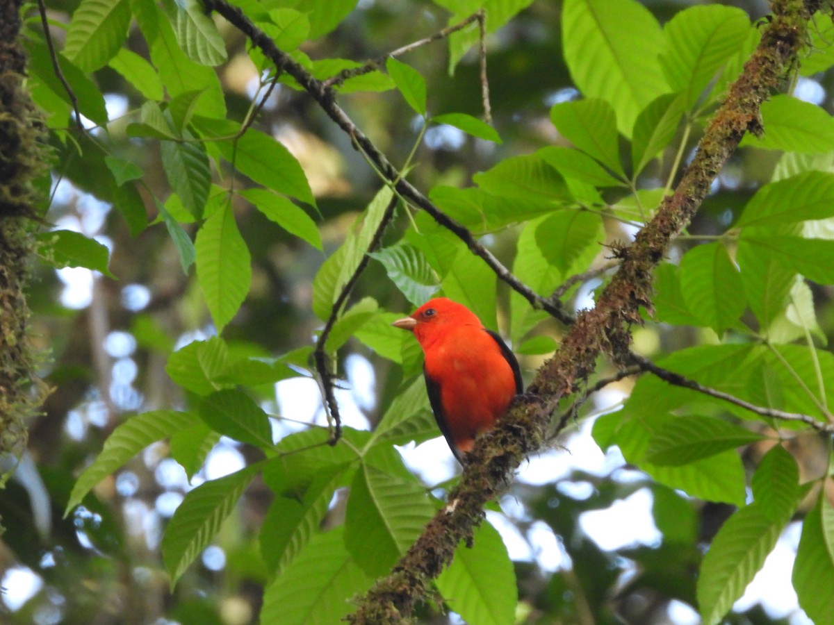 Scarlet Tanager - ML617470072