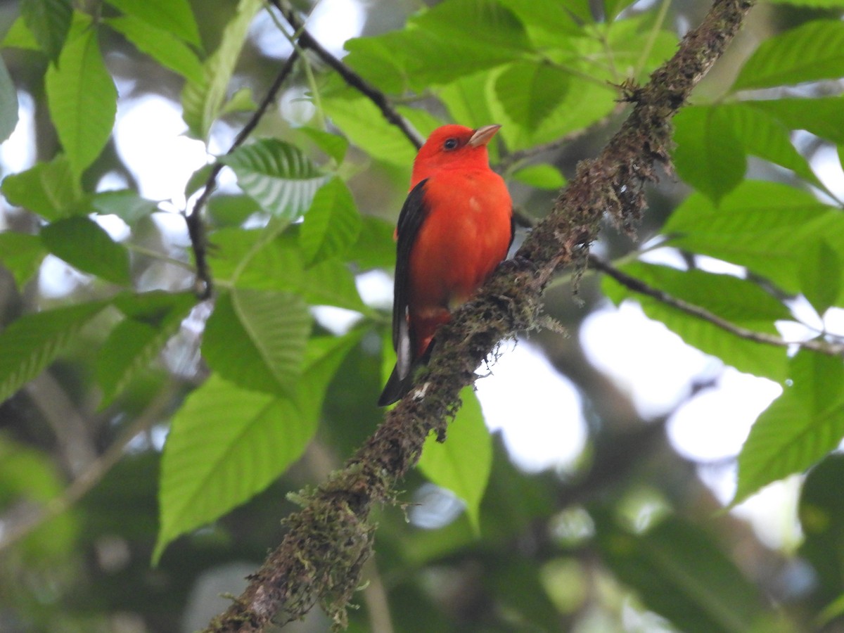 Scarlet Tanager - ML617470073