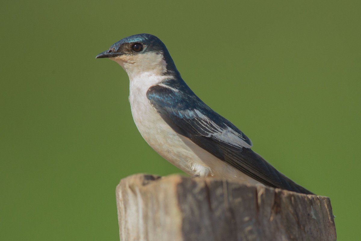 White-winged Swallow - Andreas Trepte