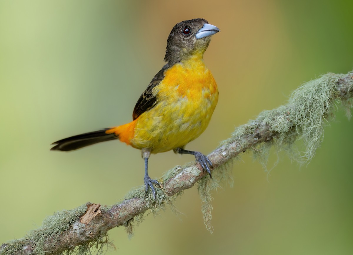 Flame-rumped Tanager - ML617470158