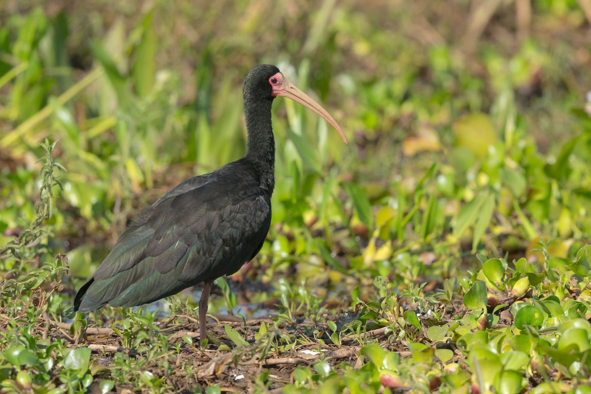 ibis tmavý - ML617470198