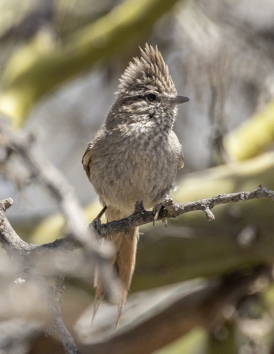 Tufted Tit-Spinetail - ML617470246