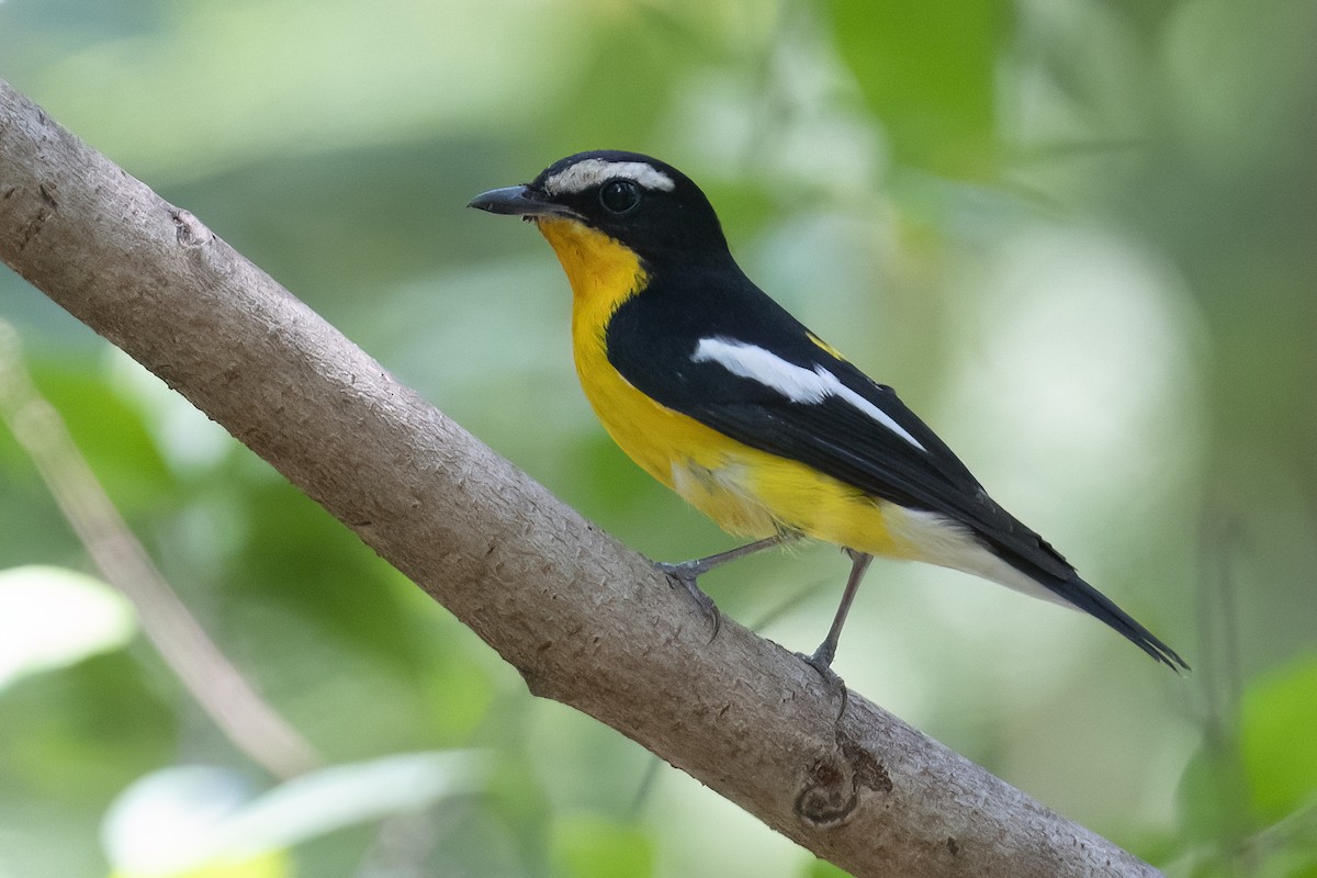 Yellow-rumped Flycatcher - Junpha Jartuporn