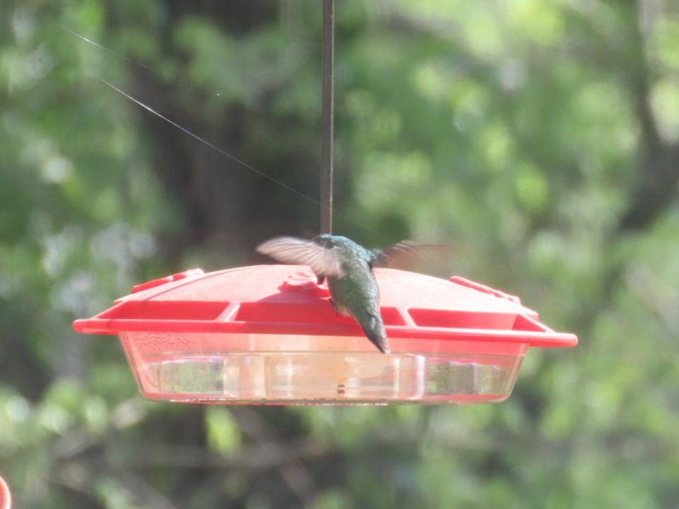 Ruby-throated Hummingbird - Greenbelt  Marc