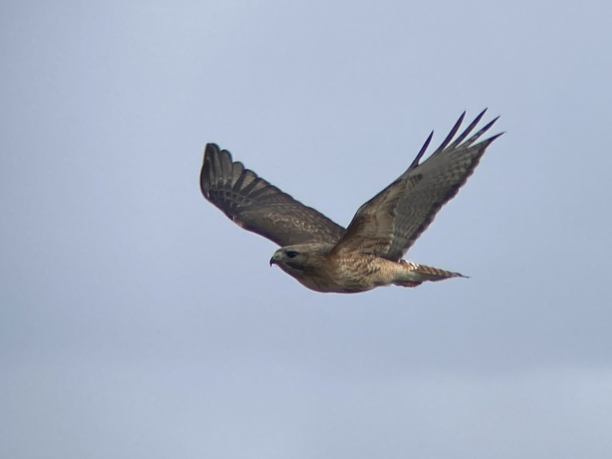 Red-shouldered x Red-tailed Hawk (hybrid) - ML617470410