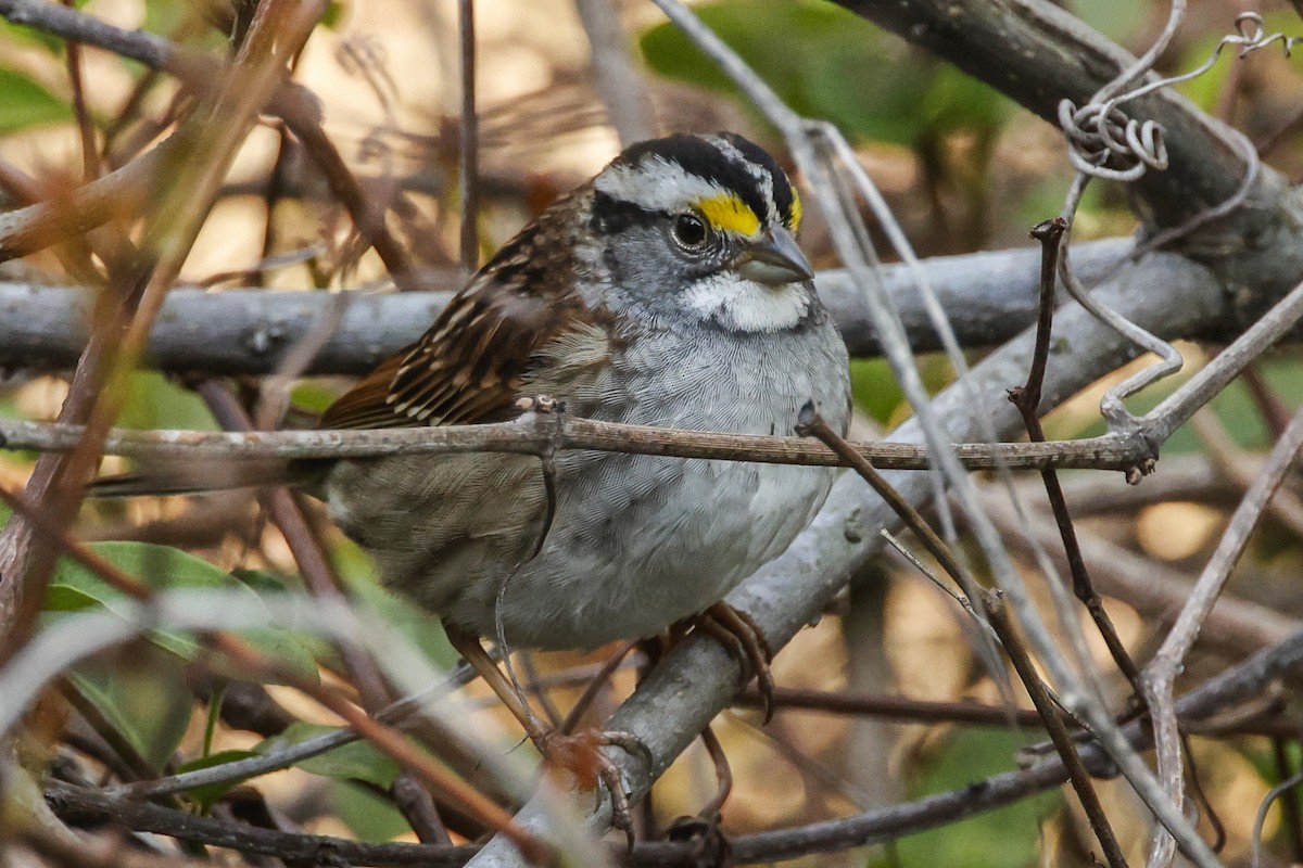 White-throated Sparrow - ML617470437