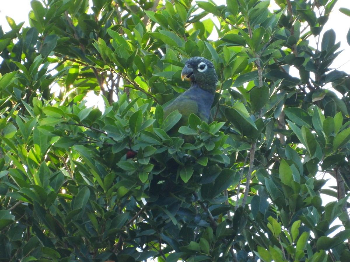 Scaly-headed Parrot - ML617470448