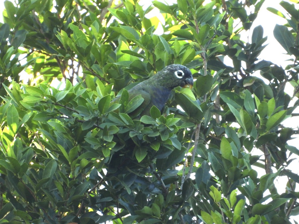 Scaly-headed Parrot - ML617470449