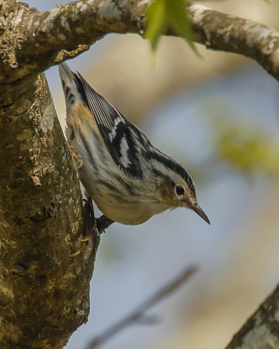 Black-and-white Warbler - ML617470458