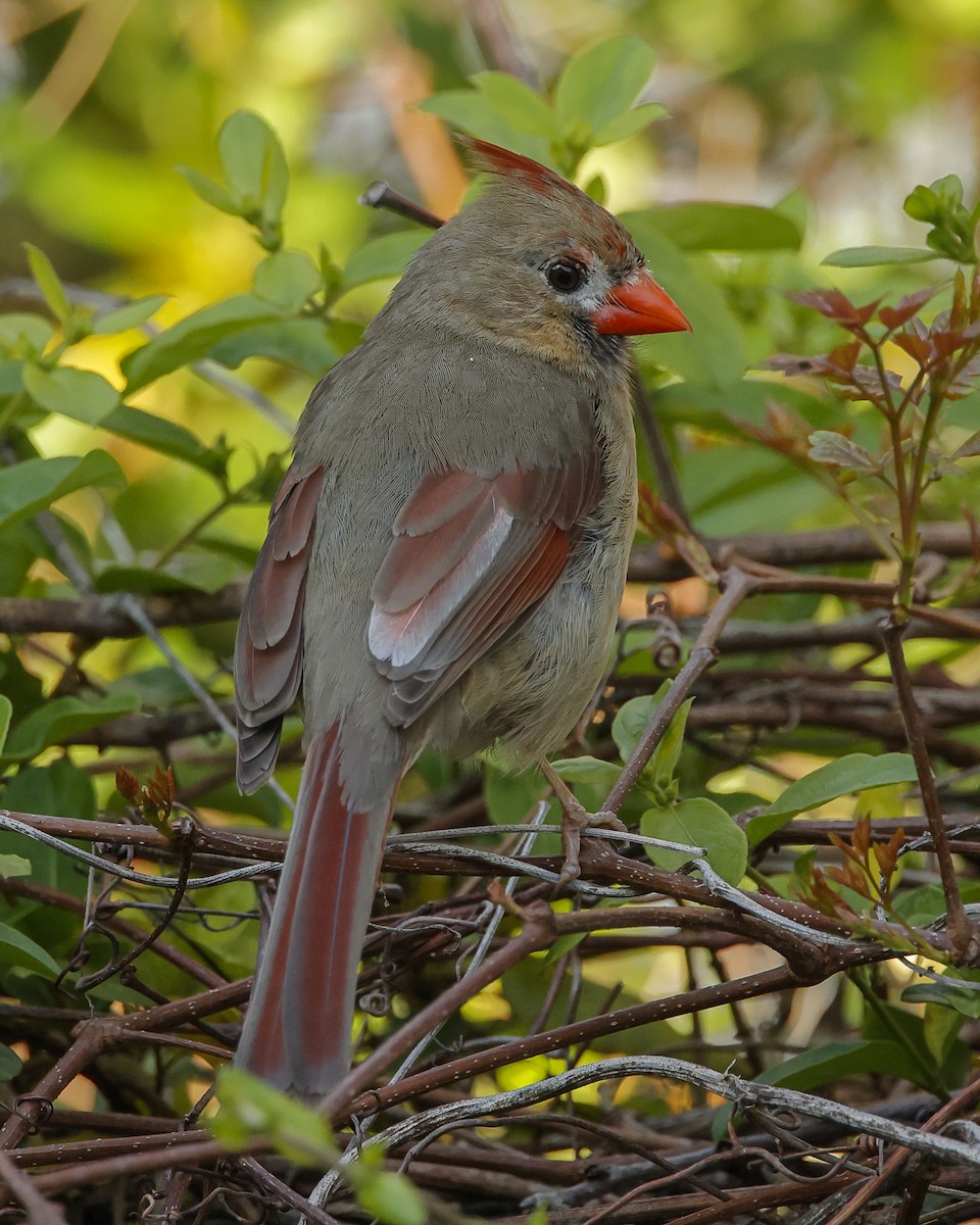 Northern Cardinal - Pat Draisey