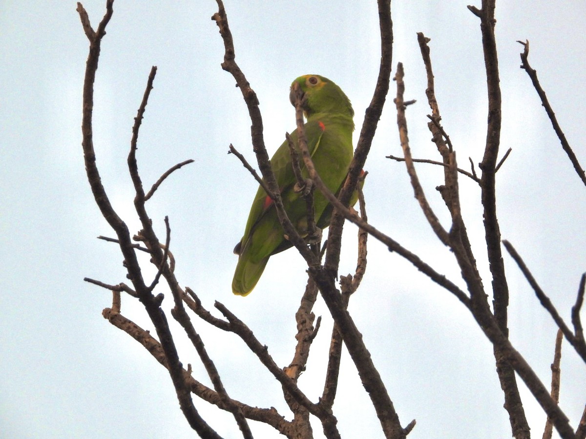 Turquoise-fronted Parrot - AC Verbeek