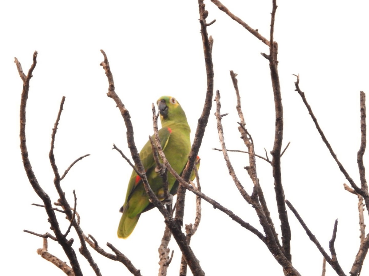 Turquoise-fronted Parrot - AC Verbeek