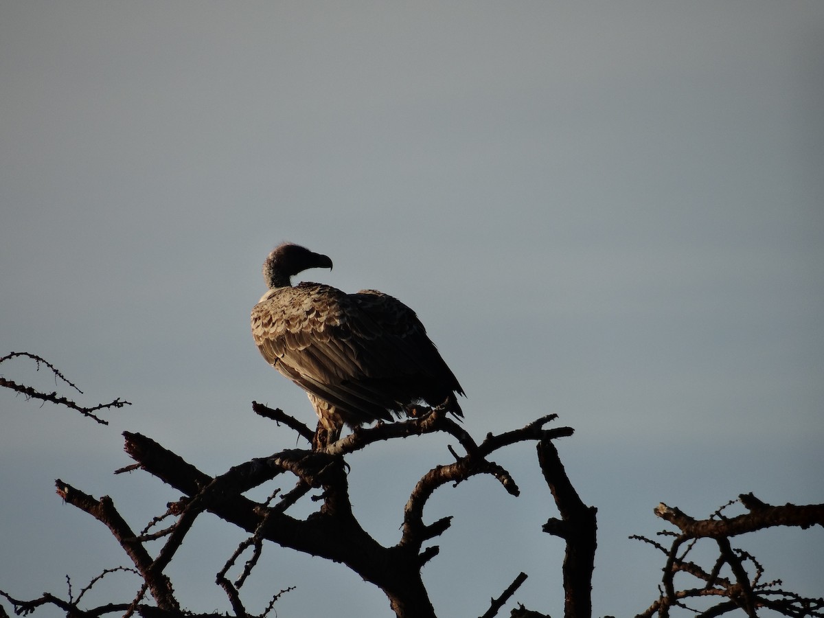 White-headed Vulture - ML617470484