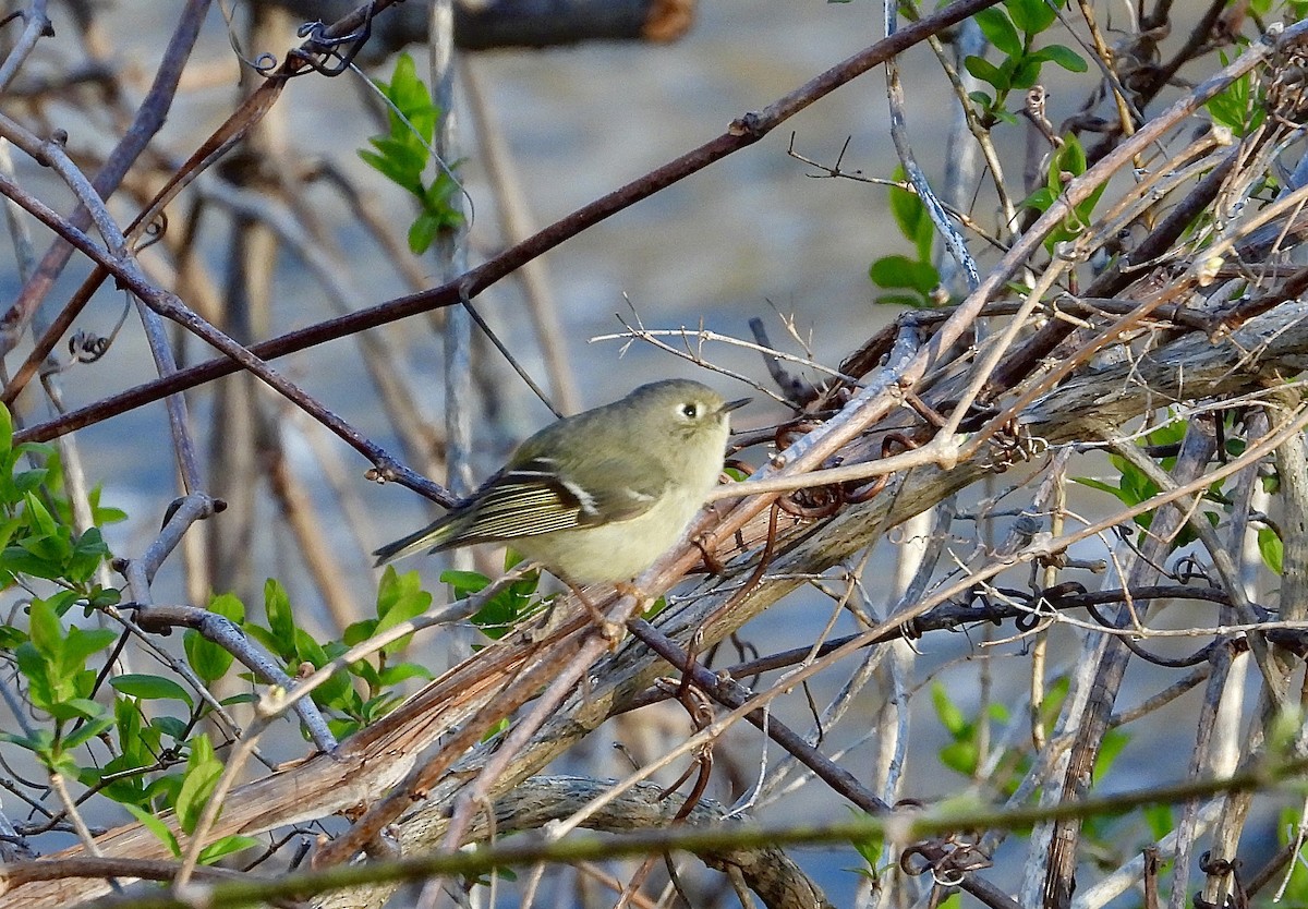 Ruby-crowned Kinglet - Pat Hare