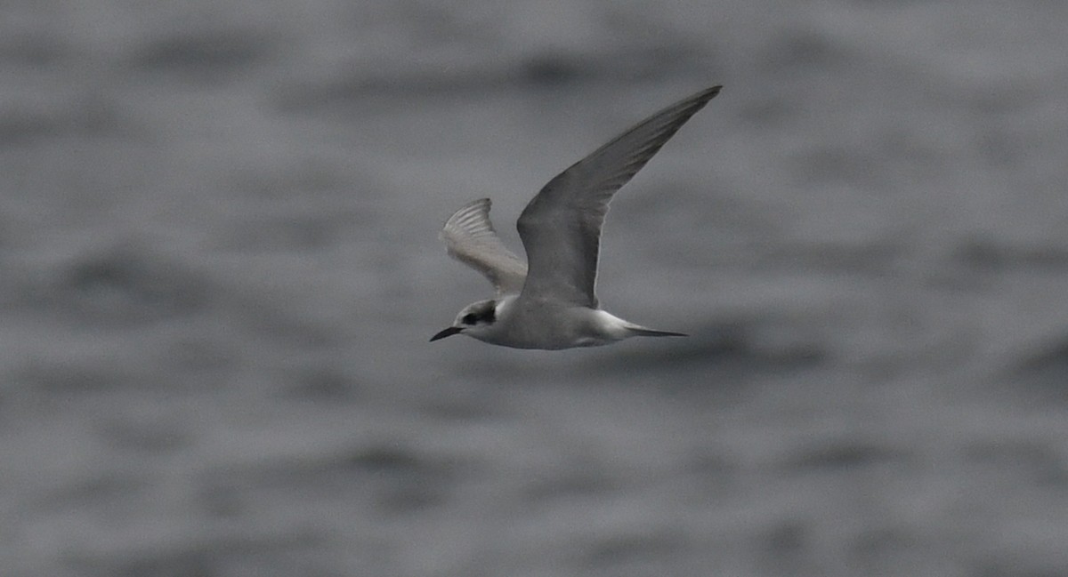 Black-fronted Tern - Alf forbes