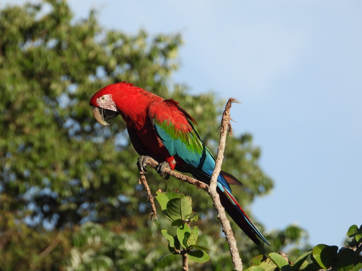 Red-and-green Macaw - ML617470509
