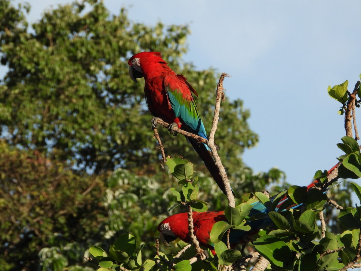 Red-and-green Macaw - ML617470511