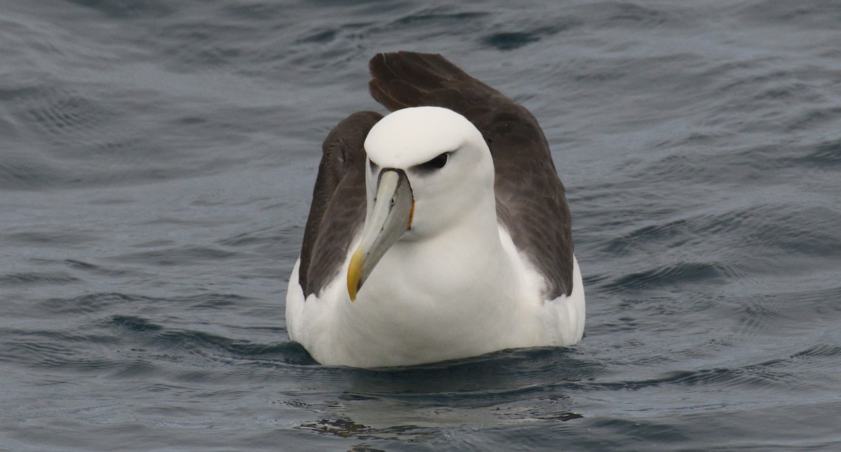 White-capped Albatross - ML617470539