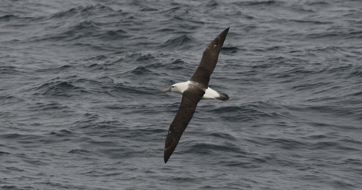 White-capped Albatross - ML617470540
