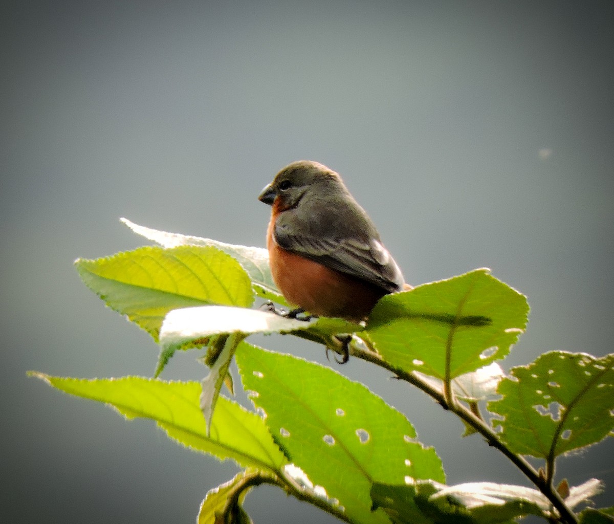 Ruddy-breasted Seedeater - ML617470541