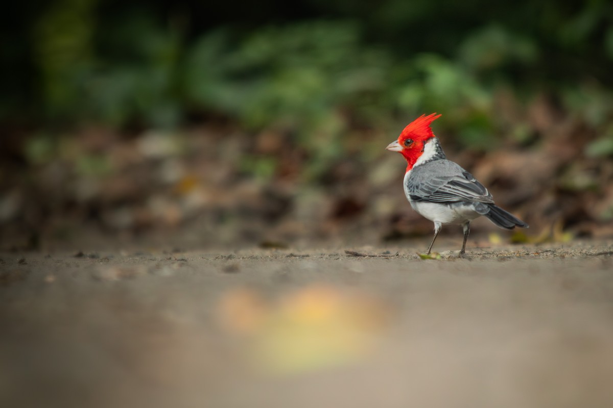Red-crested Cardinal - Retief Williams
