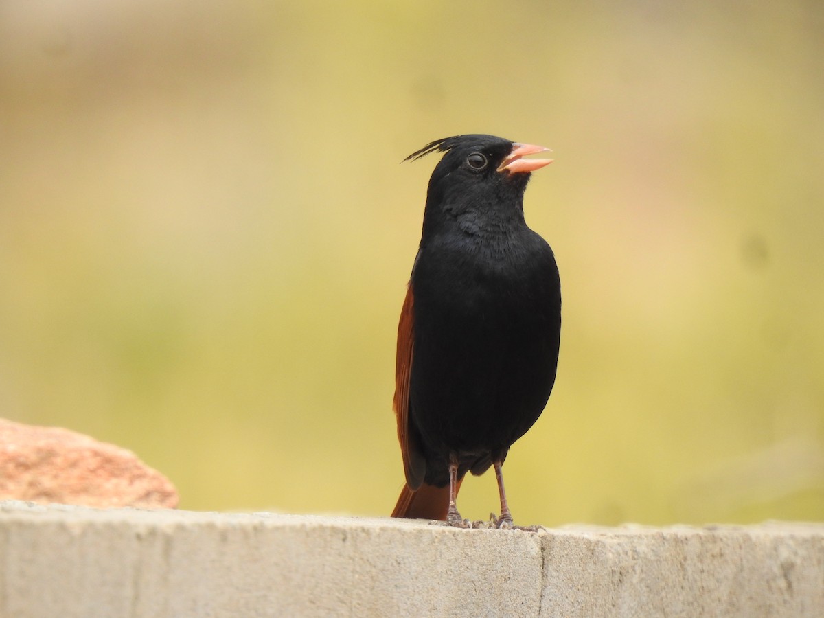 Crested Bunting - ML617470559